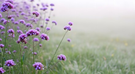 Obraz premium Purple Flower Field in Mist