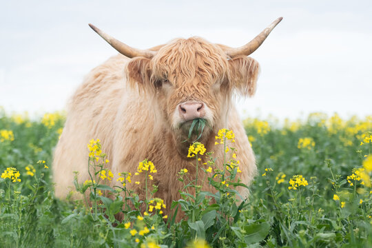 Light brown highland cow eating in big pasture with yellow flowers