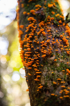 looking up at bracket fungus