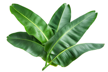 Vibrant green banana leaves arrangement isolated on transparent background