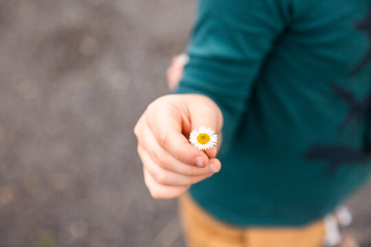 little boy's hand holding a daisy
