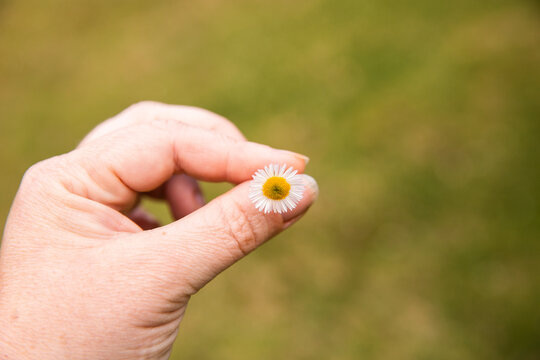 small daisy held in women's fingers with green background