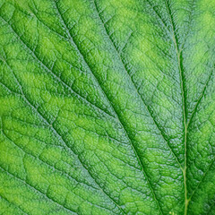 Obraz premium Green leaf texture macro closeup
