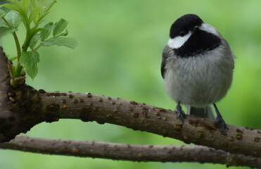 A tit in the garden, Sainte-Apolline, Québec, Canada
