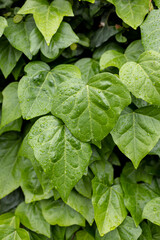 Close-up of lush green ivy leaves covered with fresh raindrops, natural texture background. Eco concept, spring freshness, gardening, nature