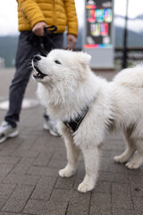 A young charming white Samoyed dog on a leash next to its owner, barking