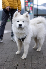 A young charming white Samoyed dog on a leash next to its owner, looking at the camera