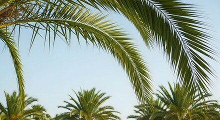 Palm Tree Fronds Against Blue Sky