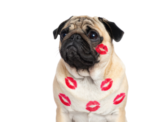 A pug dog with a light tan coat and dark facial features is covered in multiple red lipstick kiss marks on its face and body.