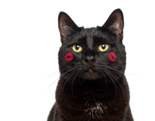 A black cat with yellow eyes and red lipstick kiss marks on both cheeks, looking directly ahead.