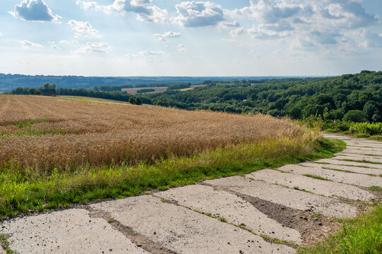 Wiejski krajobraz ukazujący drogę z betonowych płyt obiegającą pole pszenicy