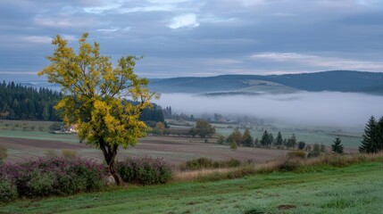 Obraz premium Scenic misty morning landscape with yellow tree in tranquil countryside