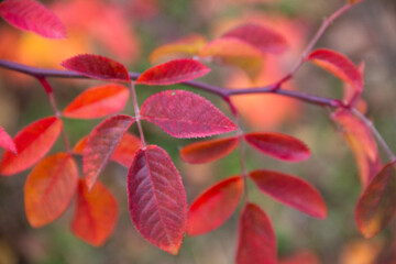 Colorful autumn leaves on the branches of a rowan tree.