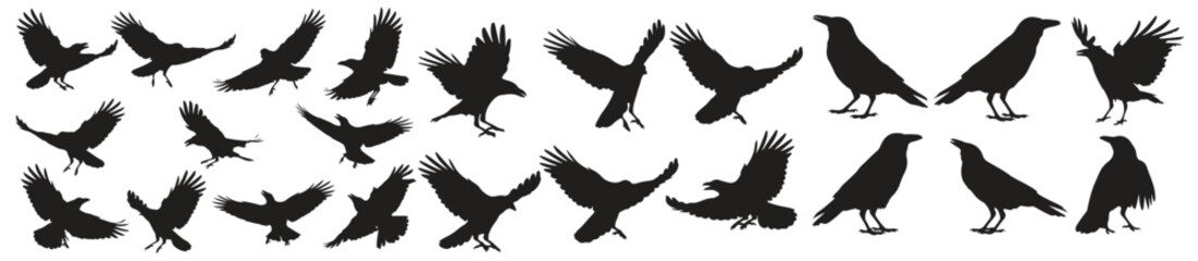 Massive Halloween crow vector mega collection featuring spooky black raven silhouettes, flying birds, perched crows, haunted themes, perfect for horror art, eerie scenes, and gothic decorations

