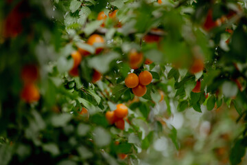 Ripe orange plums hanging on a tree branch. The cherry plums surrounded by green leaves. The scene captures a lush, fruitful orchard.
