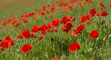 Obraz premium Red Poppy Flower Field