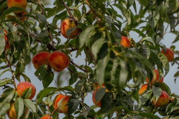 Ripe peaches hanging on a tree branch. The peaches are orange and red, surrounded by green leaves. The scene captures a lush, fruitful orchard.