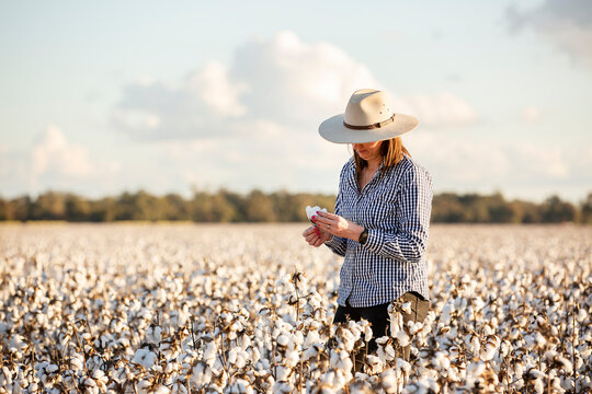 Female farmer in a cotton crop at harvest time