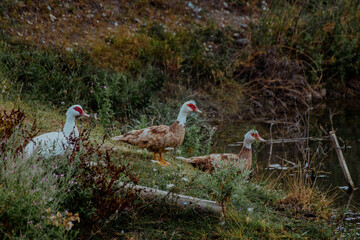 Three ducks near a calm pond. Two brown ducks and one white duck with a red face.
