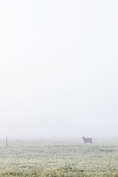 sheep in paddock on a foggy morning