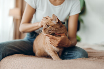Portrait of African American woman in casual clothes grooming her ginger cat sitting on bed