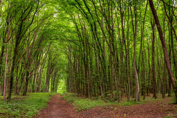 Beautiful green long tunnel in the forest, wonders of nature.