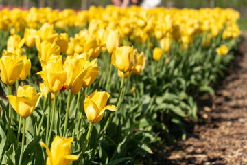 Obraz premium Yellow tulips bloom in a flower garden in spring sunshine
