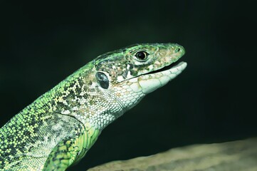 Green little lizard dwarf dragon.