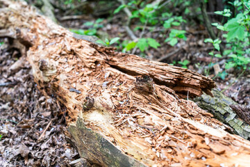Decayed fallen tree in forest floor