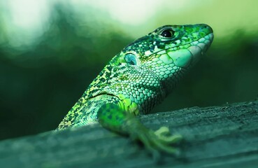 Green little lizard dwarf dragon.