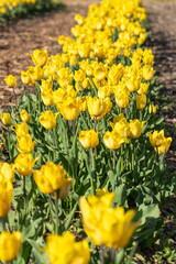 Yellow tulips bloom in a flower garden in spring sunshine