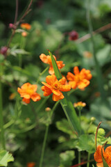 Cluster of orange Avens blooms, Derbyshire England
