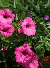 Macro image of pink Petunias after watering, Derbyshire England
