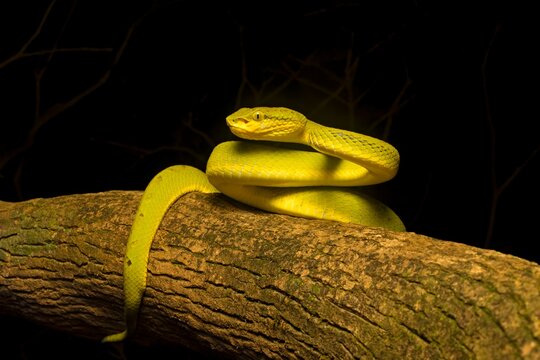 A Bamboo Pit Viper (Trimeresurus gramineus) captured in its natural habitat, Matheran, Maharashtra, India.