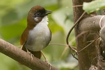 A Gray-sided Laughingthrush (Pterorhinus caerulatus) spotted in Sikkim, India.