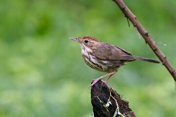 Image capturing the Puff-throated Babbler (Pellorneum ruficeps), indigenous to Pune, Maharashtra, India.