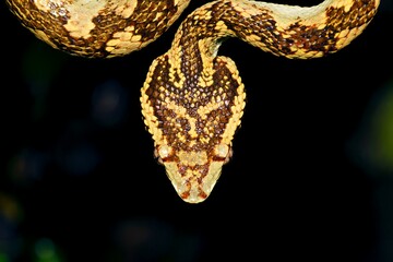 The Malabar Pit Viper (Craspedocephalus malabaricus) in its natural habitat, Karnataka, India.