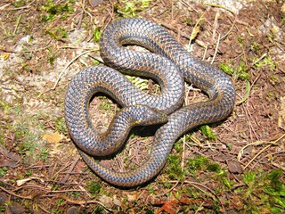 The Perrotet's Mountain Snake (Xylophis perroteti), also known as the Striped Narrow-headed Snake, photographed at Mukhurti Tiger Reserve, Tamil Nadu, India.