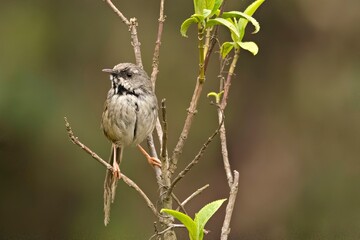 Black-throated Prinia (Prinia atrogularis) captured in its natural habitat at Pangolakha Wildlife Sanctuary, Sikkim, India.