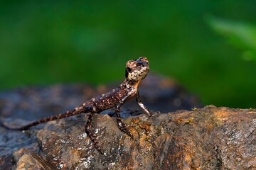 A Forest Calotes (Monilesaurus rouxii) captured in the wild of Maharashtra, India.