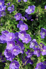 Sunlit Meadow Cranesbill flowers, Derbyshire England
