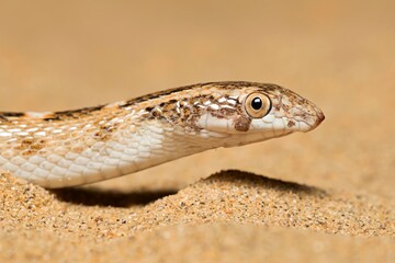 Fototapeta premium Captured image of a Sind Awl-headed Snake, scientifically known as Lytorhynchus paradoxus, in its natural habitat at the Desert National Park, Rajasthan, India.