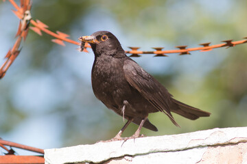 red winged blackbird