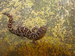 An image of the White-striped Viper Gecko species, Hemidactylus albofasciatus, captured in its natural habitat in Maharashtra, India.