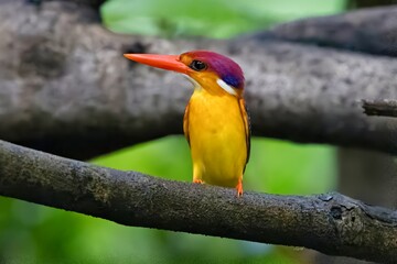 The Oriental Dwarf Kingfisher (Ceyx erithaca), also known as the Black-backed Dwarf Kingfisher, captured in Maharashtra, India.