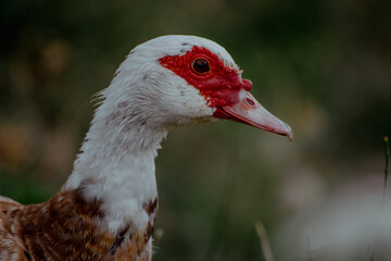 Close-up of a Indo duck with distinctive red facial markings. The bird has white and brown feathers, set against a blurred green background.