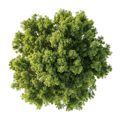 Obraz premium PNG Green tree nature forest view.