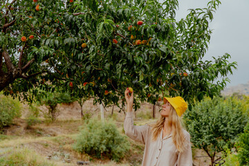 A young Caucasian woman with long blonde hair wearing a yellow hat picks fruit from a peach tree in a sunny orchard. The background features green grass and trees.