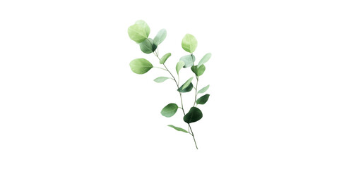 Obraz premium Eucalyptus Branch With Green Leaves. Natural Botanical Element For Design Isolated On Transparent Background