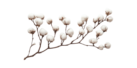 Cotton Branch With Bolls. Natural Fiber And Textile Industry Symbol Isolated On Transparent Background